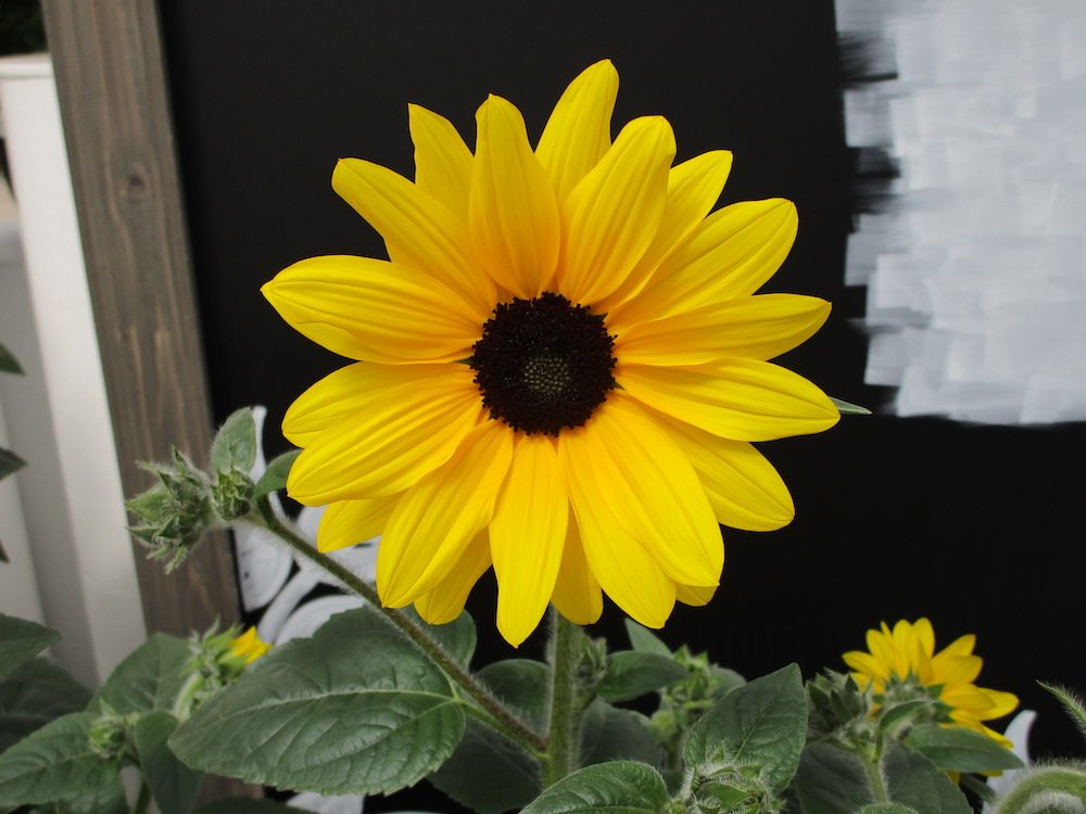 Sunfinity sunflower — Syngenta Flowers Greenhouse Product News