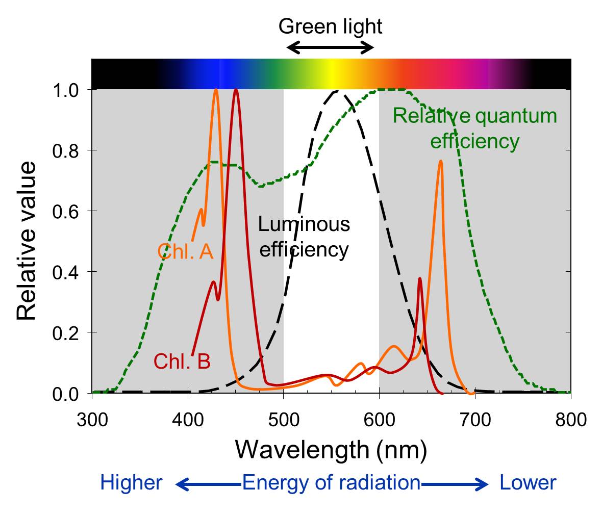 wavelength of light photosynthesis