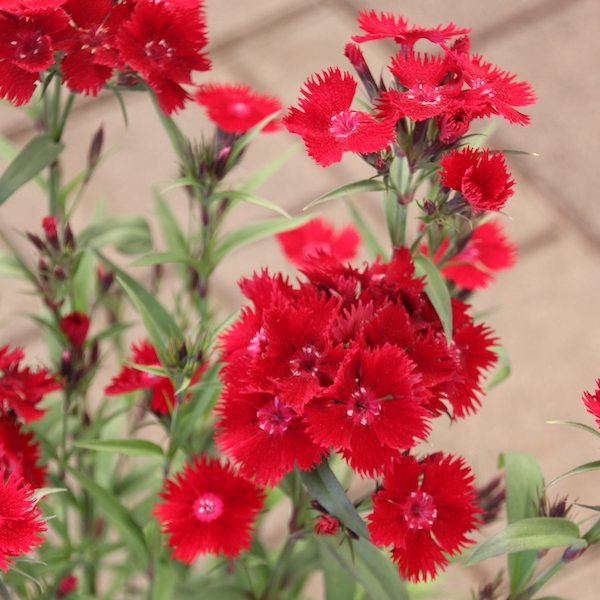 Dianthus ‘Rockin’ Red’ Greenhouse Product News