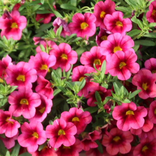 2018: Year of the Calibrachoa - Greenhouse Product News