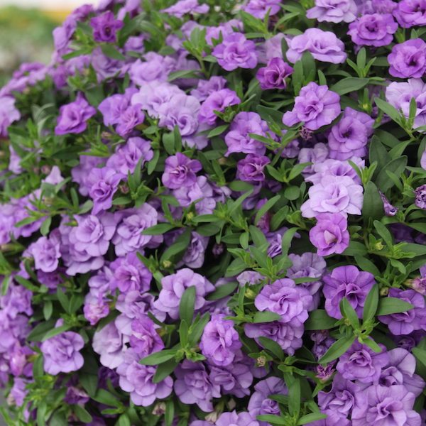 2018: Year of the Calibrachoa - Greenhouse Product News