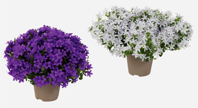 Is campanula an indoor or outdoor plant
