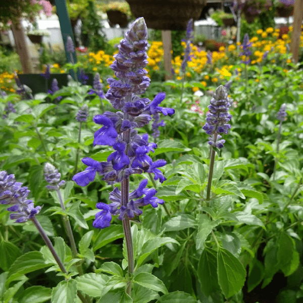 Salvia ‘Rockin’ Playin’ the Blues’ - Greenhouse Product News