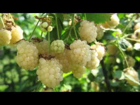Ежевика кустистая, polar, berry купить саженцы Ежевика, полар, берри, каталог