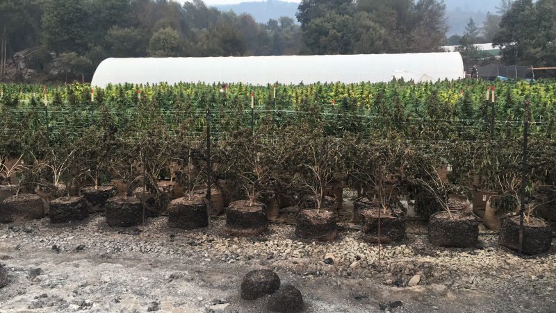 Marijuana Farms Damaged By Northern California Fires - Greenhouse ...