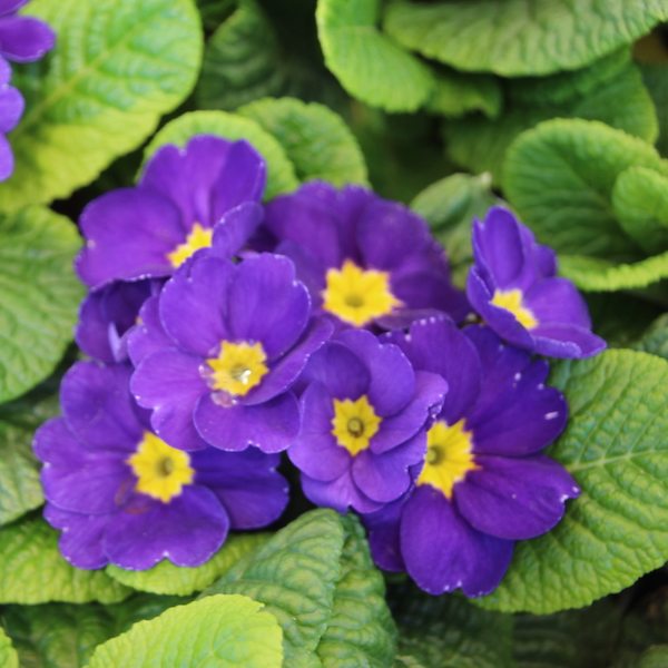 Primula ‘Danessa Blue’ - Greenhouse Product News