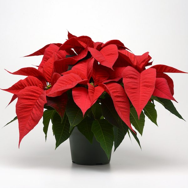 Celebrating 25 Years of Poinsettia Trials - Greenhouse Product News