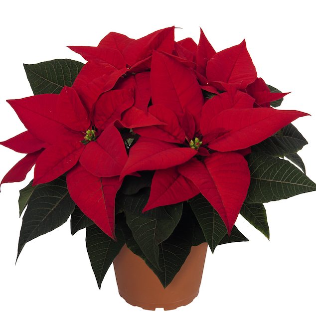 Celebrating 25 Years of Poinsettia Trials - Greenhouse Product News