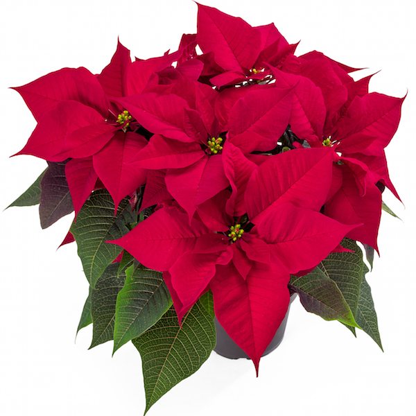 Celebrating 25 Years of Poinsettia Trials - Greenhouse Product News