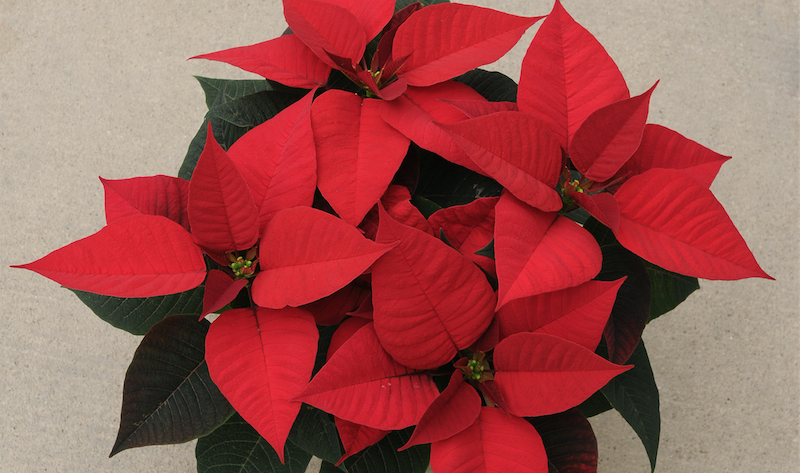 New Poinsettias for 2018 — How Did They Perform ...