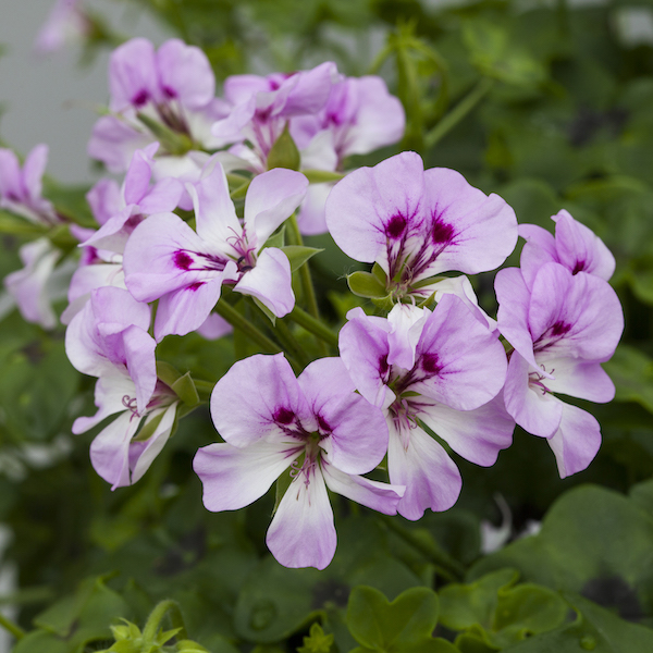 Geranium Reach Out - Greenhouse Product News