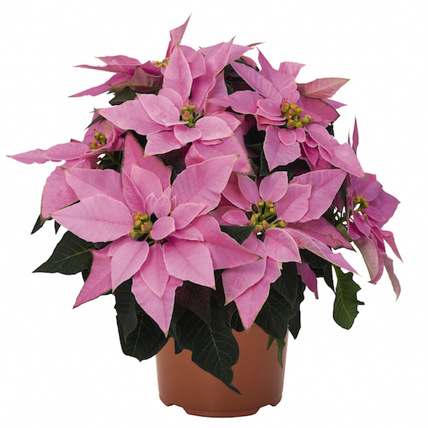 ‘j’adore Pink’ - Greenhouse Product News