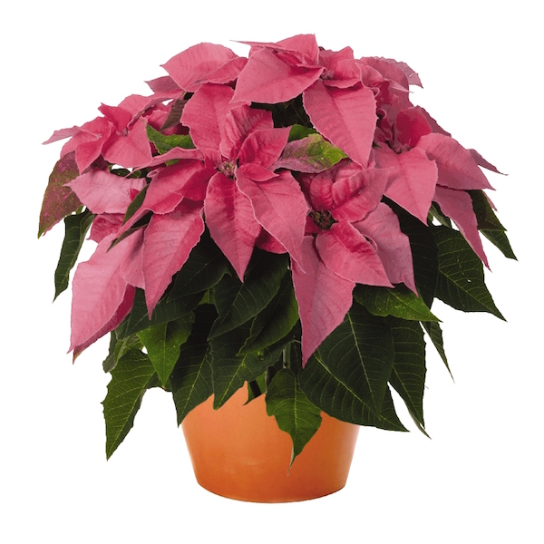 ‘Princettia Pink Queen’ - Greenhouse Product News