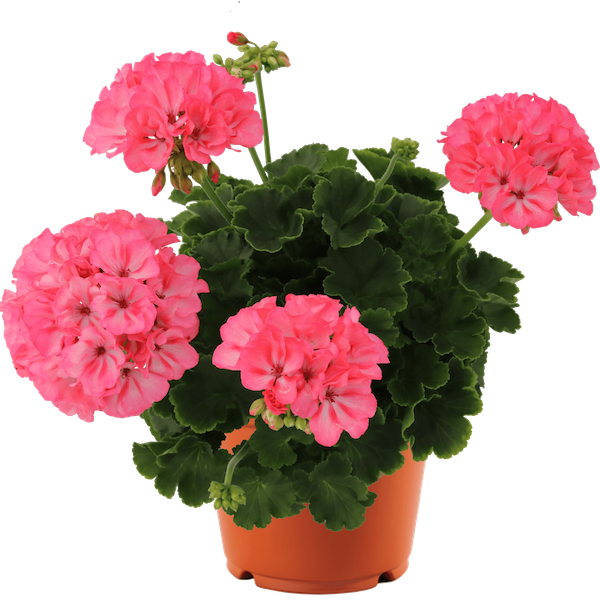 Пеларгония розовый фламинго фото и описание Pelargonium 'Big EEZE Flamingo' - Greenhouse Product News