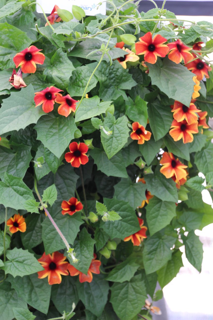 Thunbergia 'Sunny Susy Amber Stripes' from Benary+ - Greenhouse Product