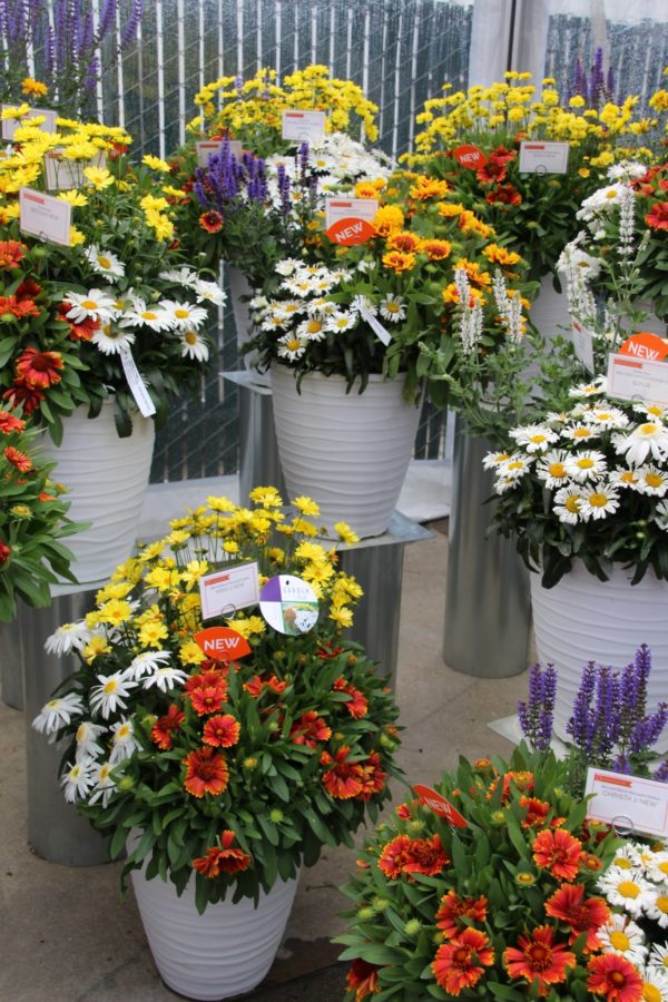 Dümmen Orange's perennial combos - Greenhouse Product News