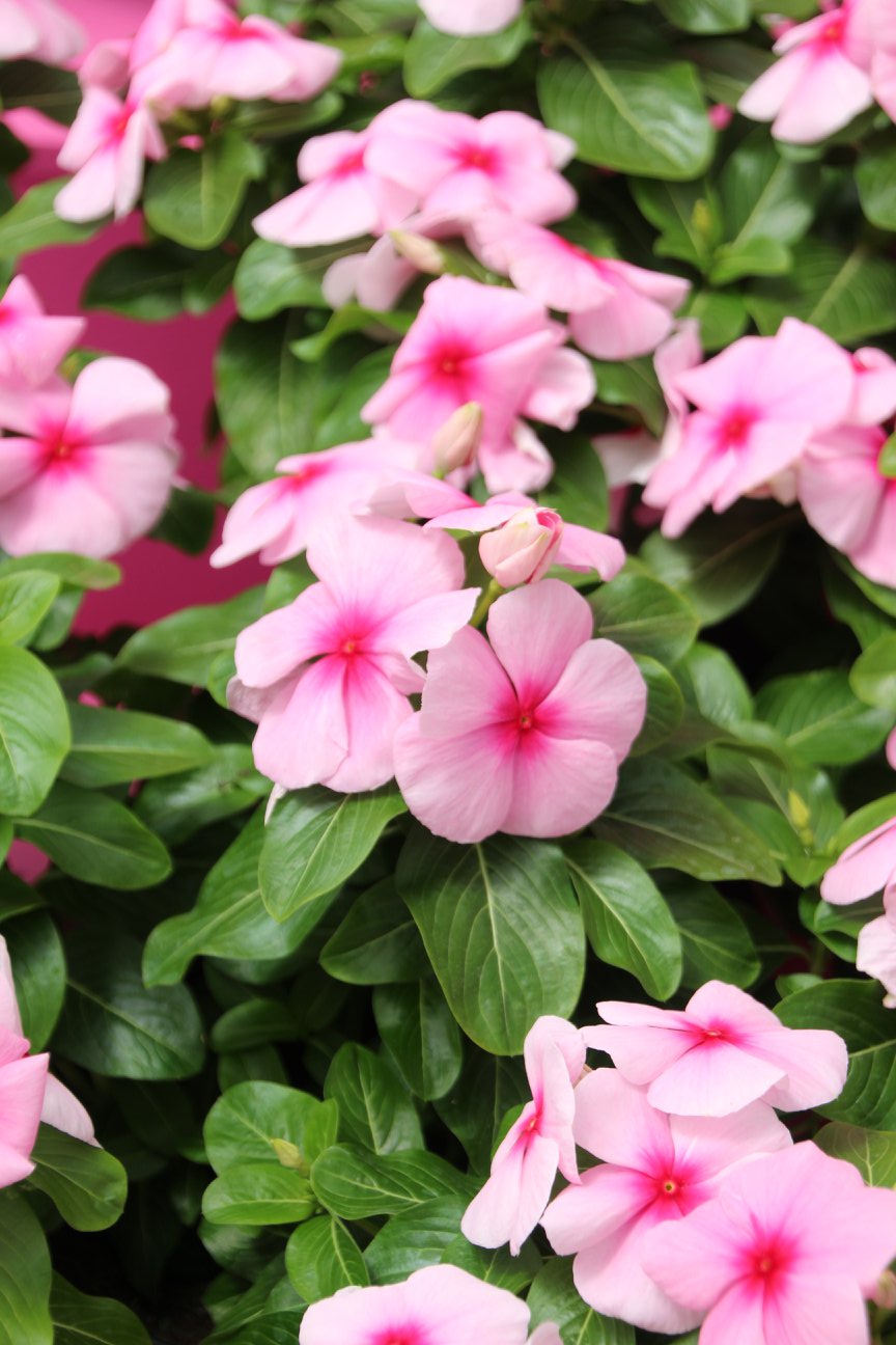 Vinca 'Blockbuster Icy Watermelon' from Floranova - Greenhouse Product News