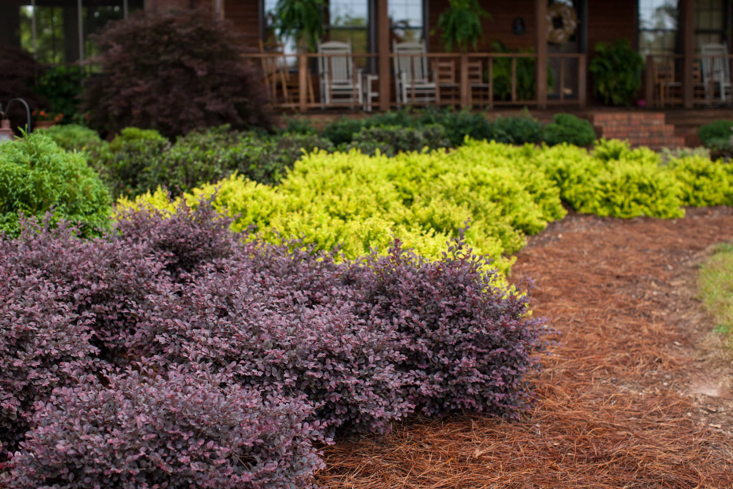 Ornamental Shrubs Beyond the Hype Greenhouse Product News