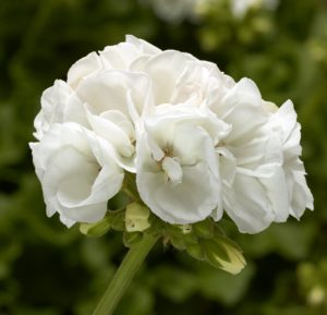 Moxie! White from Syngenta Flowers