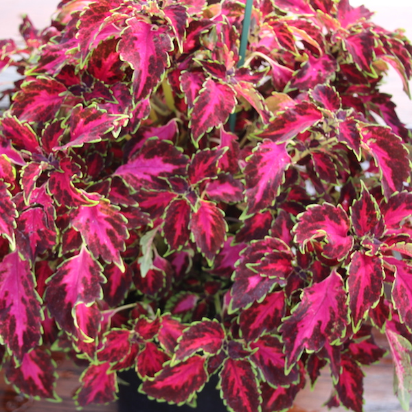 Coleus - Greenhouse Product News