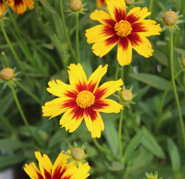 Coreopsis ‘Golden Stardust’ - Greenhouse Product News