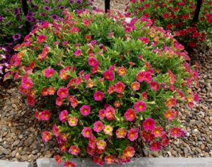 Hot Performers from the Southern Plant Trials - Greenhouse Product News