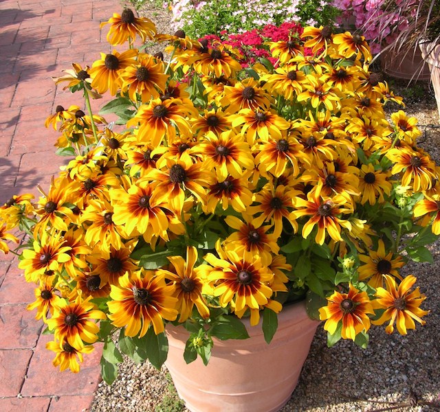 Best New Variety: Rudbeckia ‘Rising Sun Chestnut Gold’ - Greenhouse ...