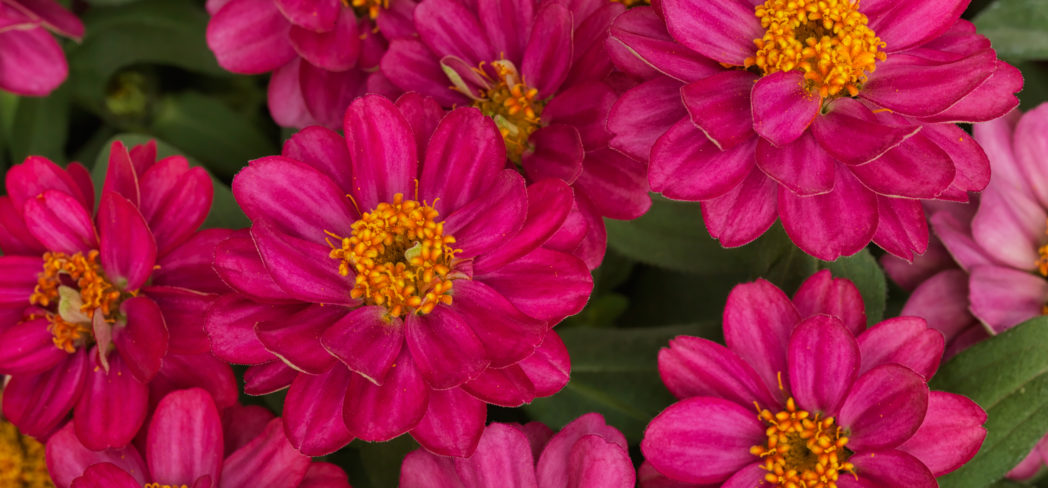 Culture Report Zinnia Profusion Series Greenhouse Product News