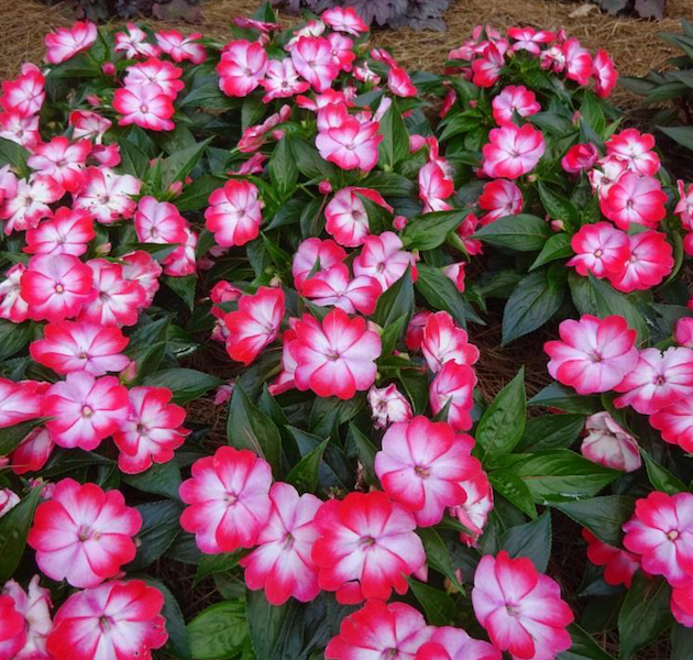 New Guinea impatiens Harmony Radiance Hot Pink
