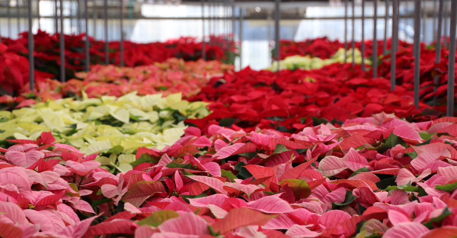 Poinsettia Open Houses Set to Take Place Greenhouse Product News