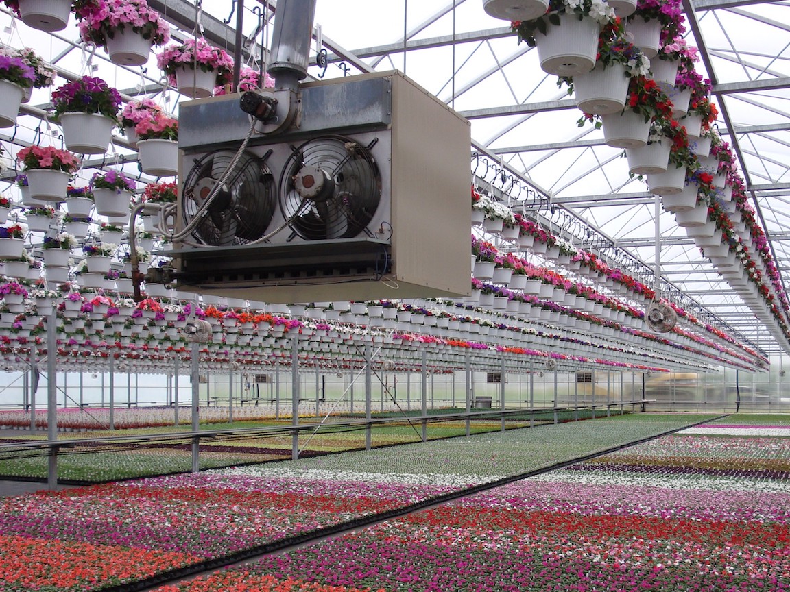Ethylene in Floriculture - Greenhouse Product News