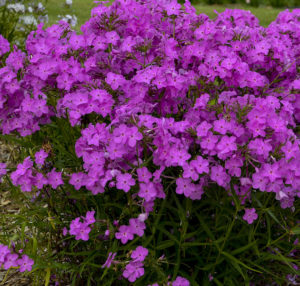 Phlox Opening Act Ultrapink - Walters Gardens - Proven Winners
