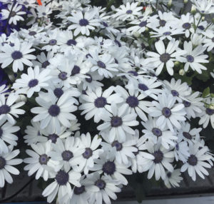Pericallis Senetti White - Suntory Flowers