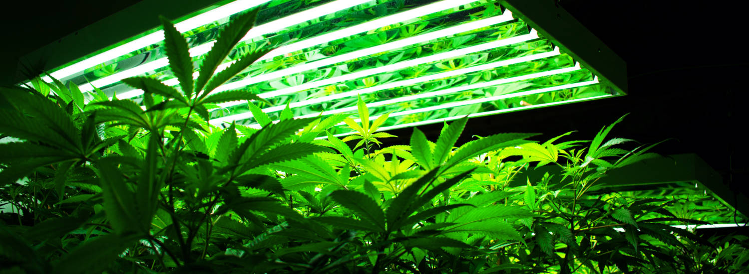 forholdet Gå ud nær ved What to Know About Lighting Cannabis from a Former Greenhouse Cultivator -  Greenhouse Product News
