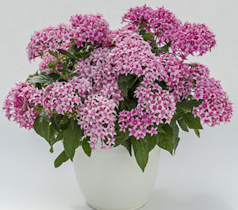 Pentas Graffiti 20/20 - Greenhouse Product News