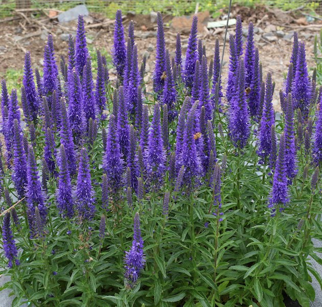 Veronica Aspire Blue - Terra Nova