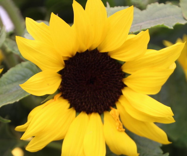 Helianthus ‘Sunsational Yellow’ - Greenhouse Product News
