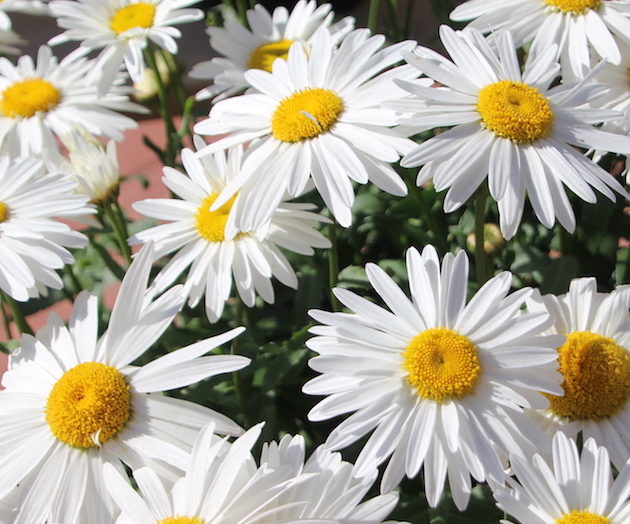 Leucanthemum ‘Madonna’ - Greenhouse Product News