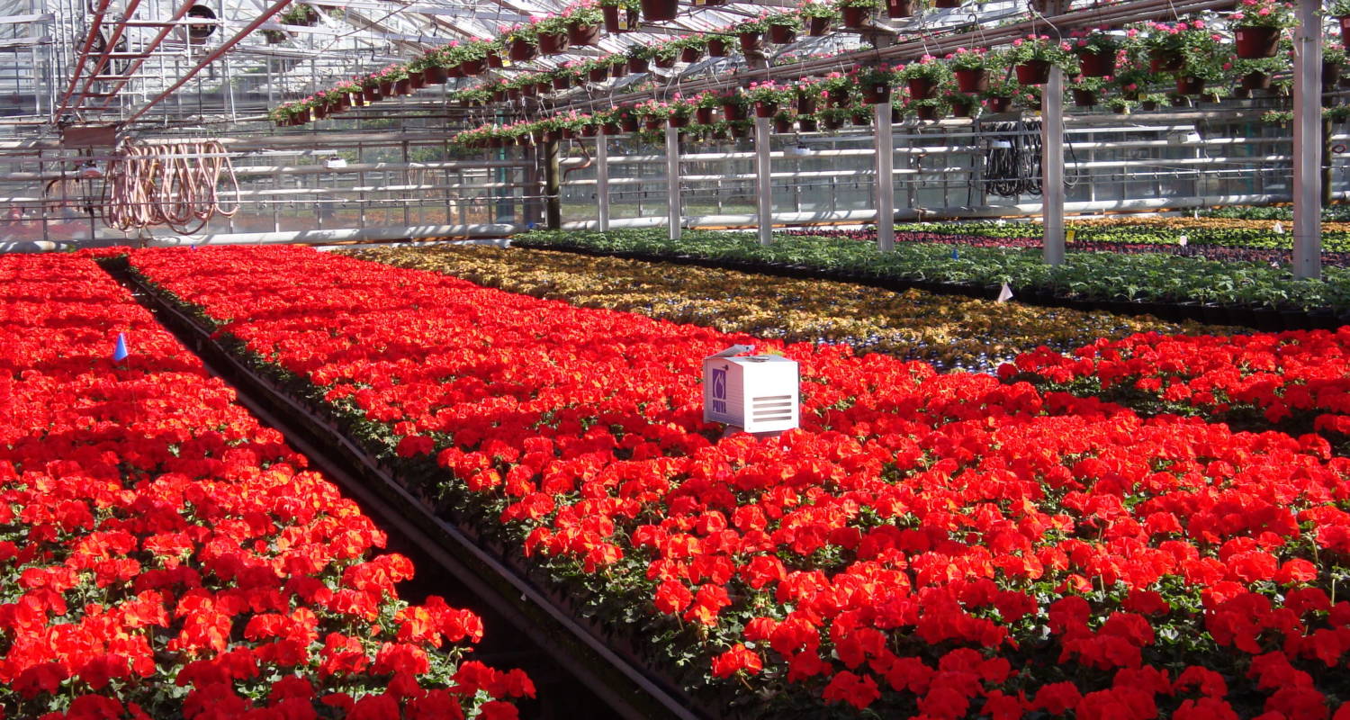 Success With PGRs - Greenhouse Product News