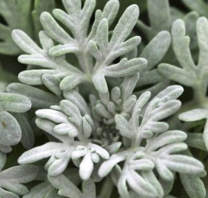 Artemisia FanciFillers Sea Salt - Westhoff