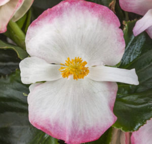 Begonia Tophat Rose Bicolor - Syngenta Flowers