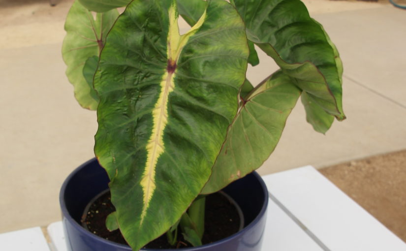 Colocasia Royal Hawaiian Maui Sunrise - Plant Haven