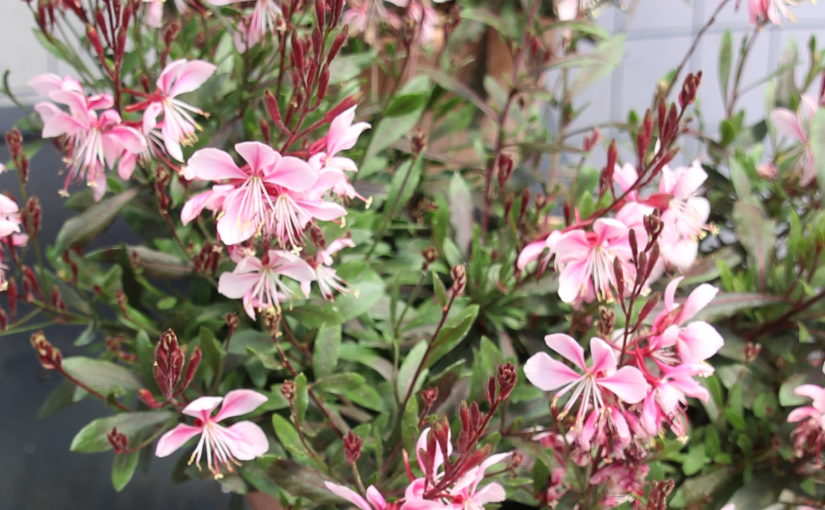 Gaura Bantam Pink - Green Fuse Botanicals