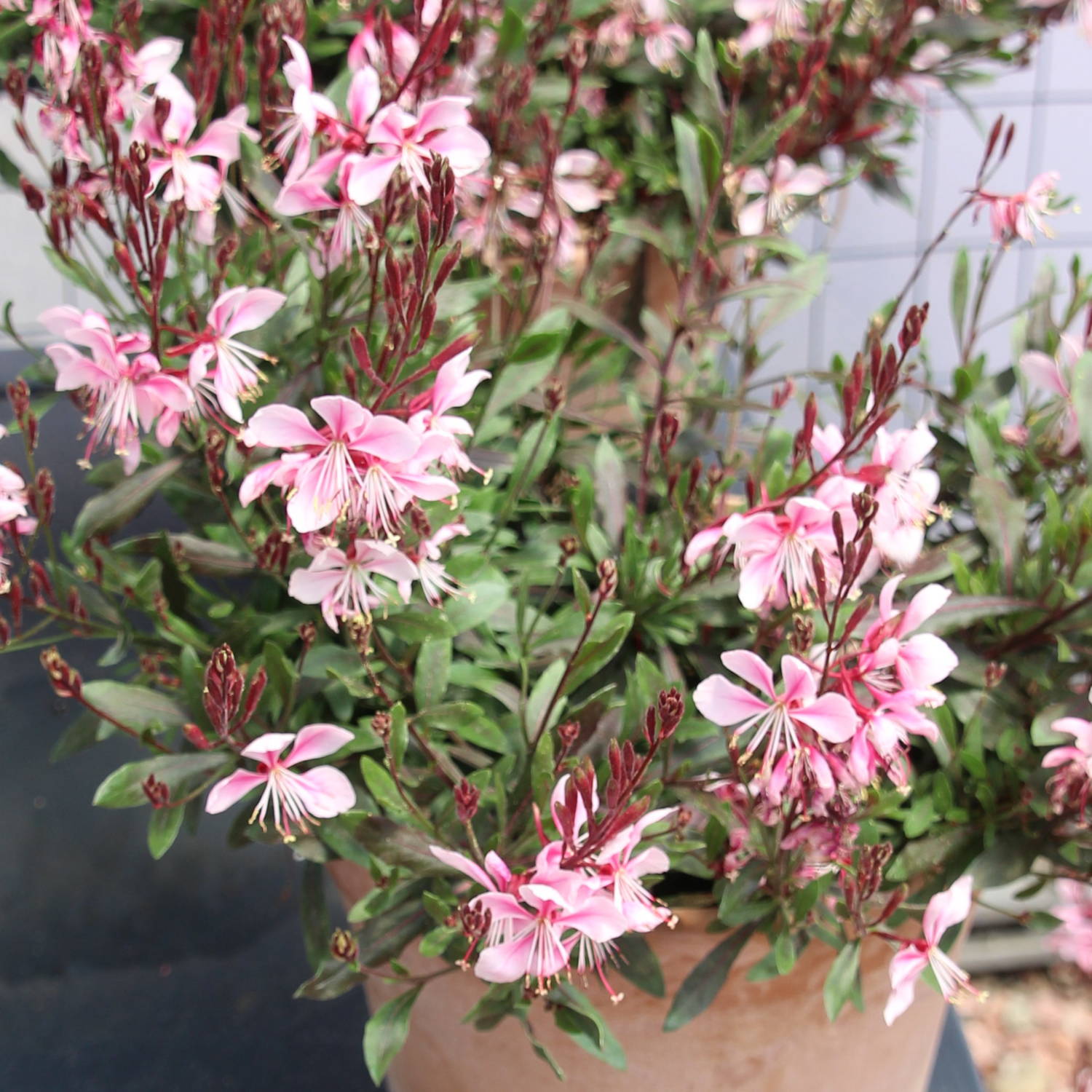 Gaura Bantam Pink - Green Fuse Botanicals