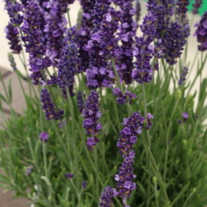 Lavender Blue Spear - Kieft Seed