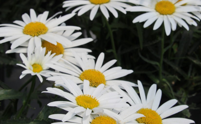 Leucanthemum Lucille White - Danziger