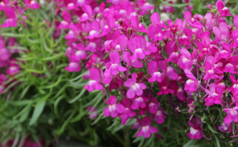 Linaria Fantasista - American Takii