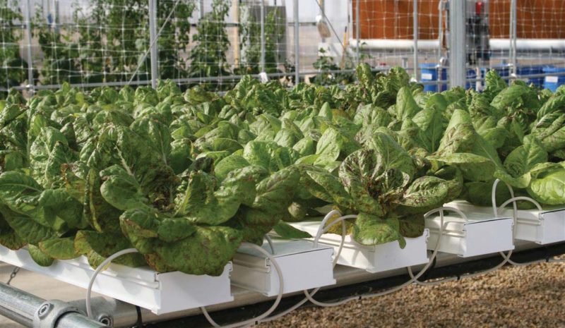 Four tips to hydroponic growing