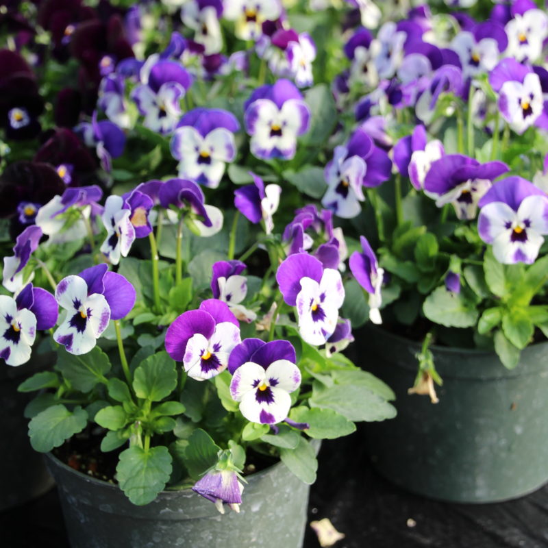 Viola Corina Deep Blue White - Hem Genetics