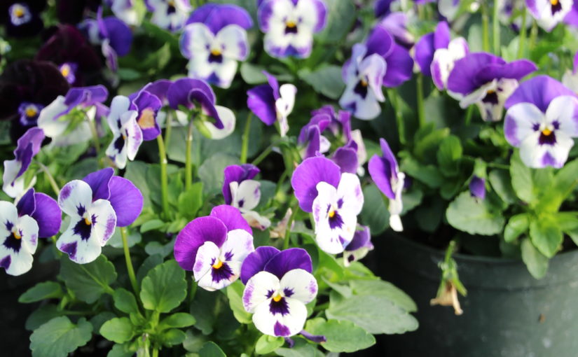 Viola Corina Deep Blue White - Hem Genetics